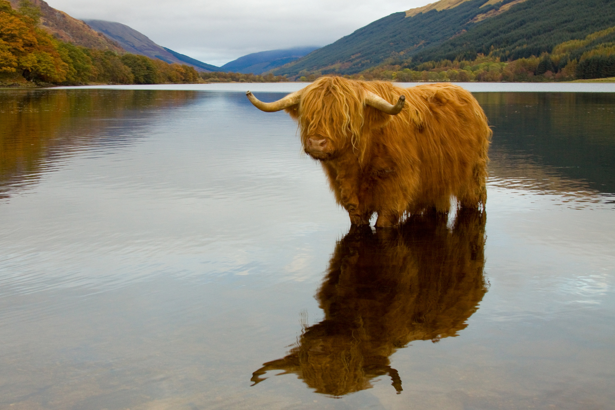 A Highland Cow in a Scottish loch