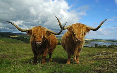 Scottish Highlands Cattle Scottish Highlands Cattle