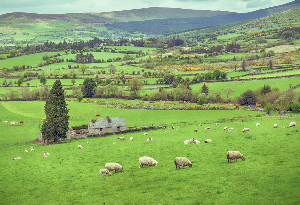 Sheep grazing in Ireland