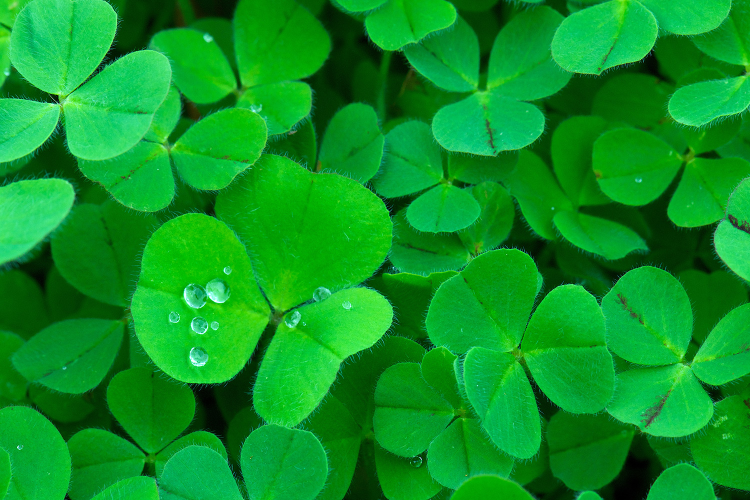 Shamrocks Shamrocks
