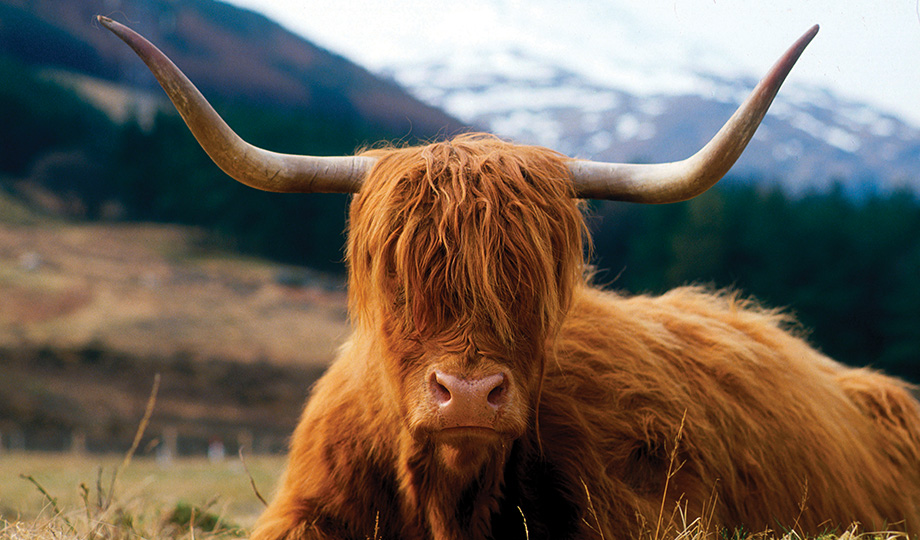 A Highland cow - known as a "Hairy Coo" to the natives. A Highland Cow sits on a mountain