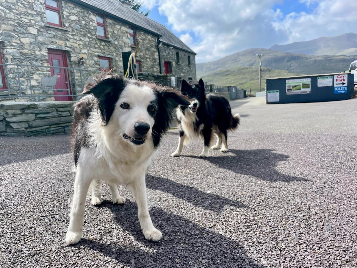 Two cute sheepdogs