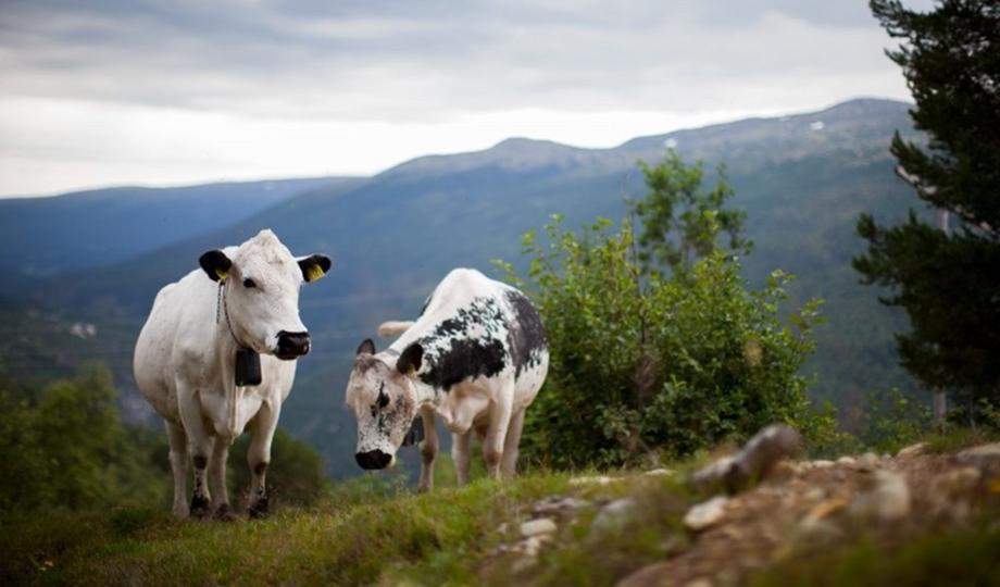 CIE Tours Helps Fund Musia GPS-Collared Cattle Initiative in the Burren