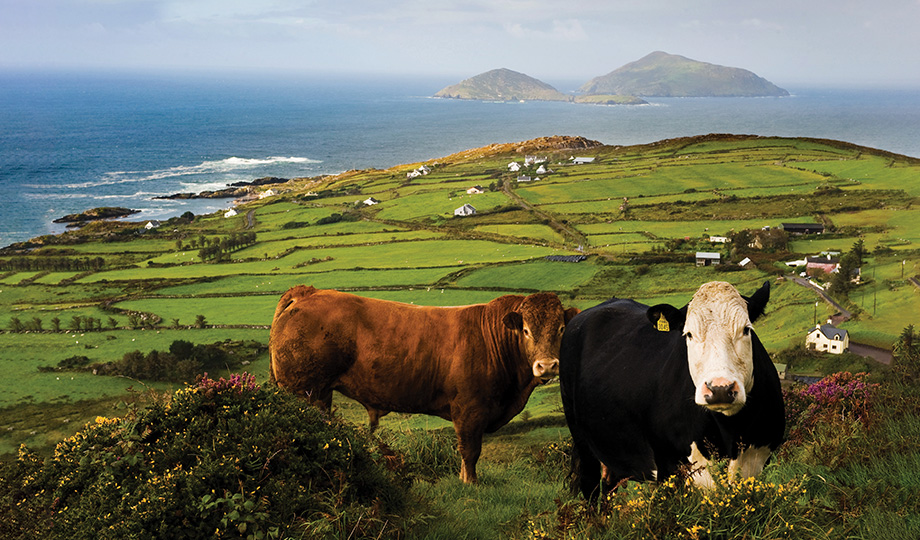 Cows on the Ring of Kerry