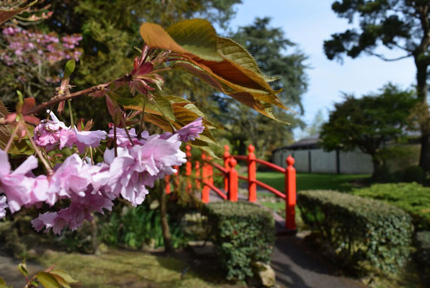 The Japanese Gardens, with cherry blossoms and a red bridge