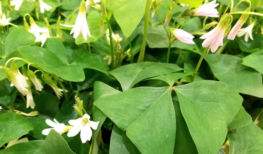 Shamrocks blooming