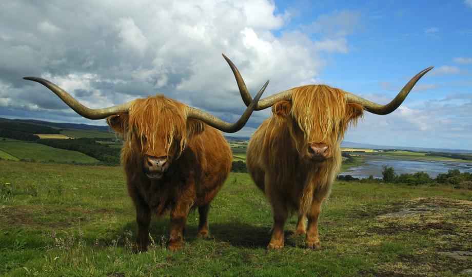 Scottish Highlands Cattle