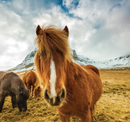 guided tours to iceland