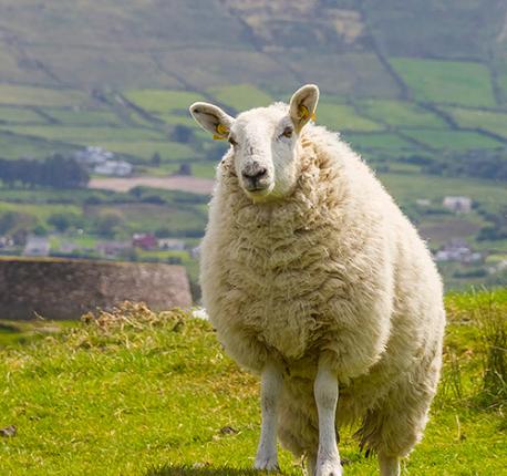 bus tours of ireland 2024