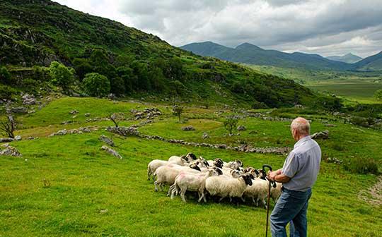 Sheepdog Demonstration