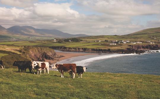 Cows in Dingle