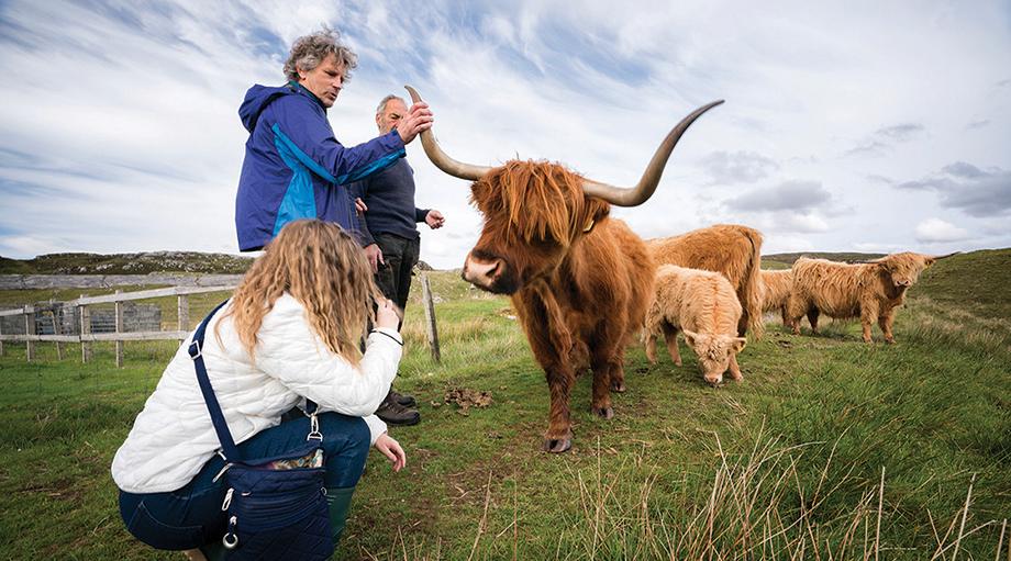 People look at a Highland cow