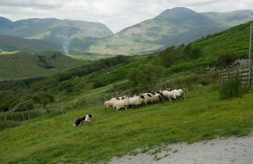 Sheepdog Demonstration