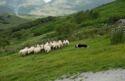 Sheepdog Demonstration