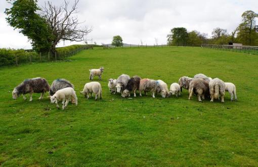 Sheepdog Demonstration